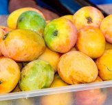 Santiago: Agricultores lamentam fraca produção de manga devido a pragas e ataques de macacos